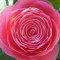 CAMELLIAOLJA